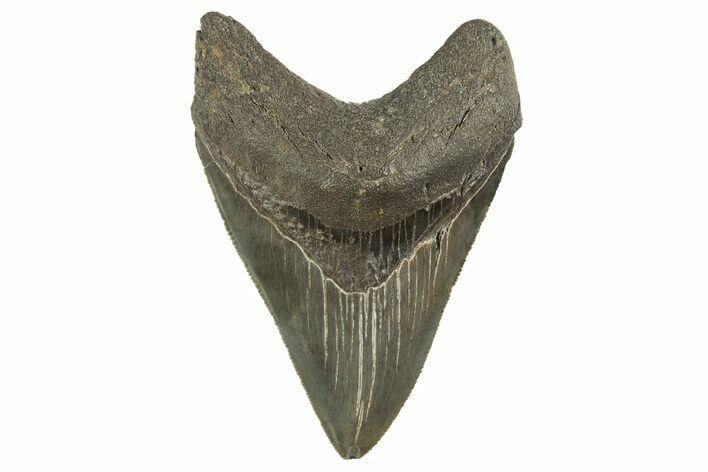 Serrated, Fossil Megalodon Tooth - South Carolina #321328